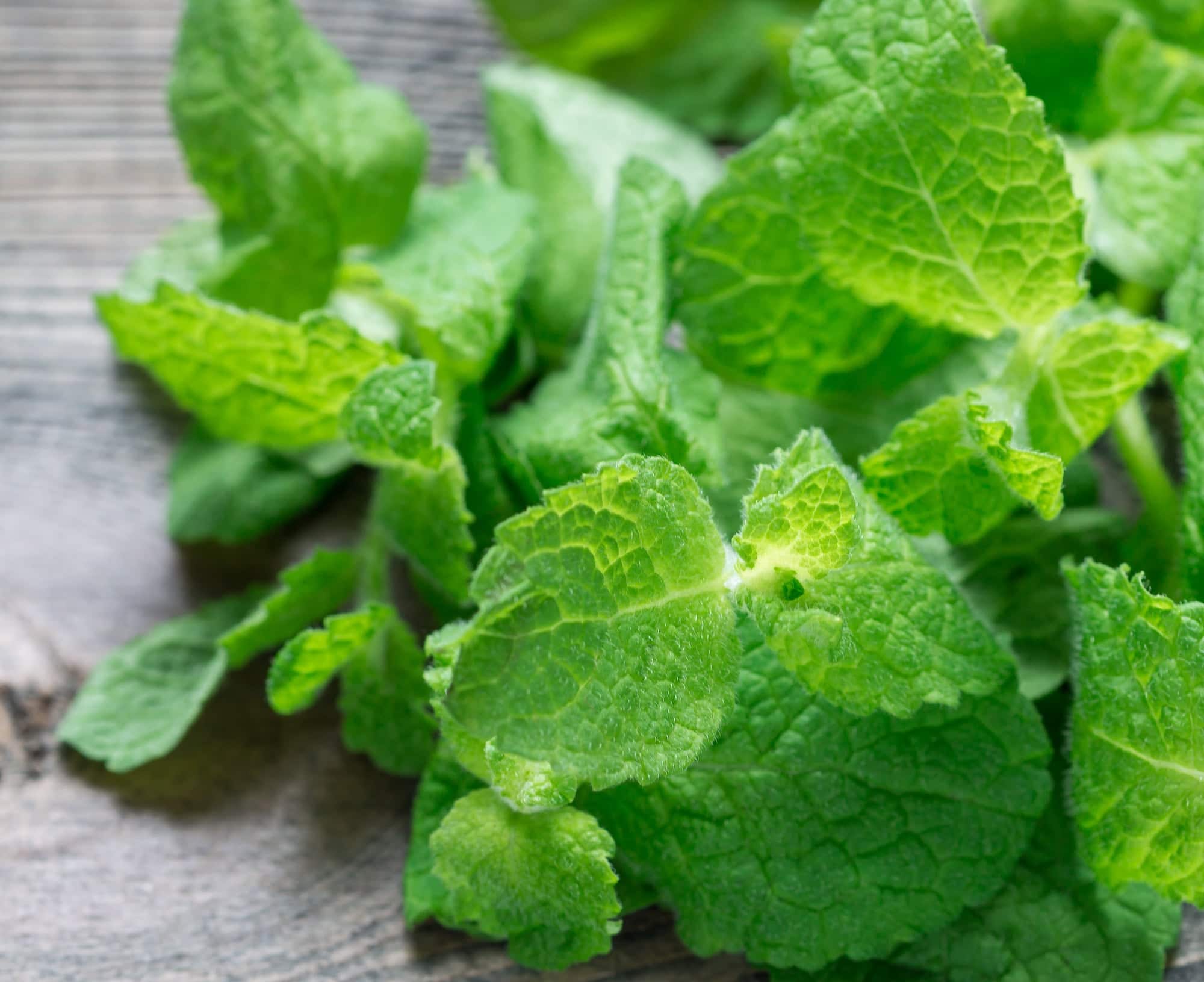 How Mint Impacts Your Oral Health & Overall Health